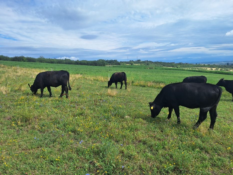 Juninci Aberdeen Angus