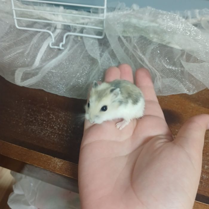 Продаю 3 хомяка девочки