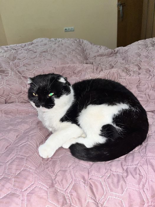 Отдаю в хорошие руки