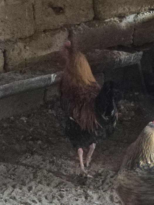 Жас кучин атештер бар сатылатын  багасы 4000