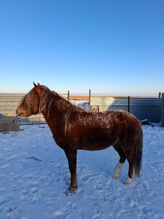 Айғыр . 5 жасар семіз айғыр сатылады