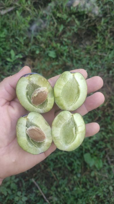 Prune de vanzare