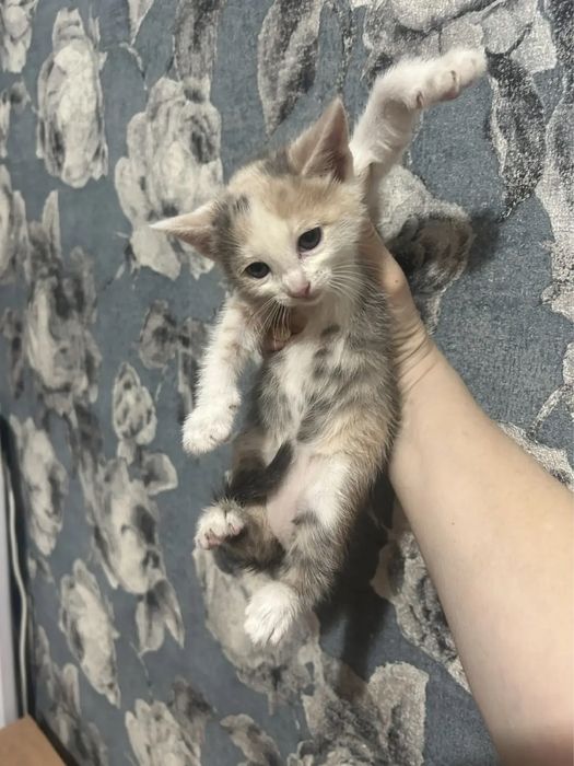 Котята ищут хозяев