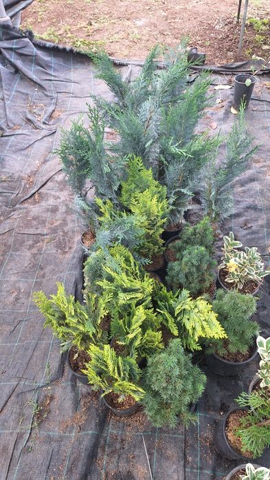 Лъжекипарис, бреза и др