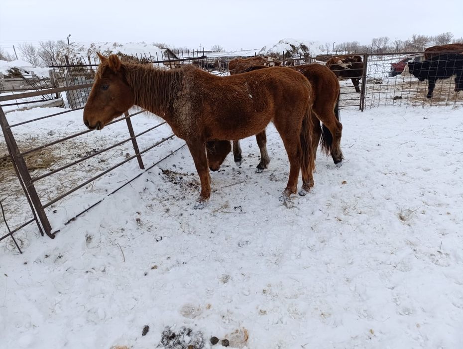 Донежин байтал сатылады