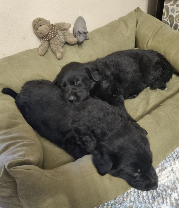 Щенки немецкой овчарки.