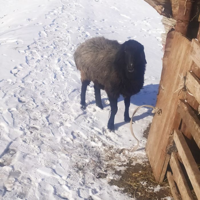 Ekkizak tug'adigan bug'o'z quyla sotiladi