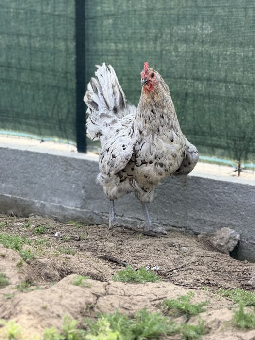 Ofer spre vanzare gaini si cocosi Brahma & Australorp