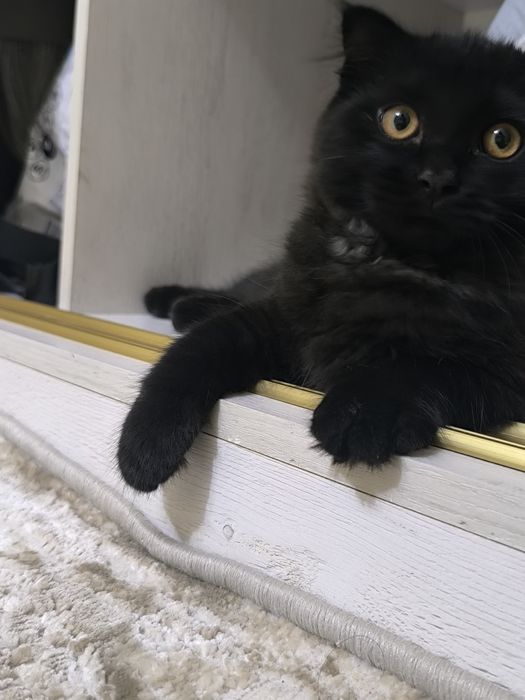 Scottish LongHair Fold