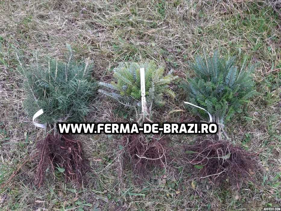 Pachet 50 bucati puieti brad, molid argintiu mixt STANDARD-10 specii