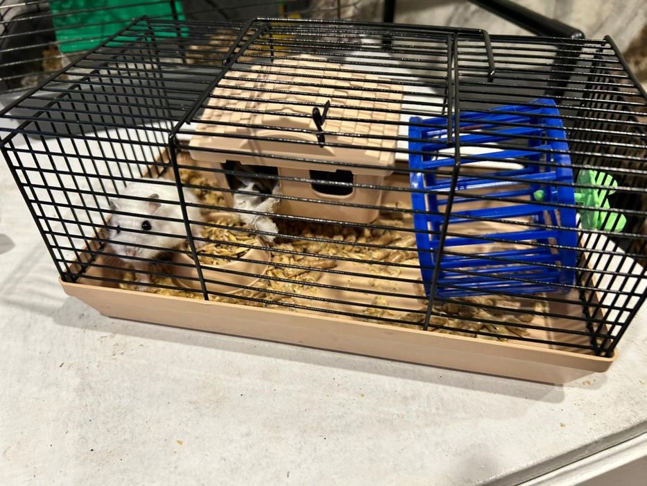 Хомячиха с клеткой