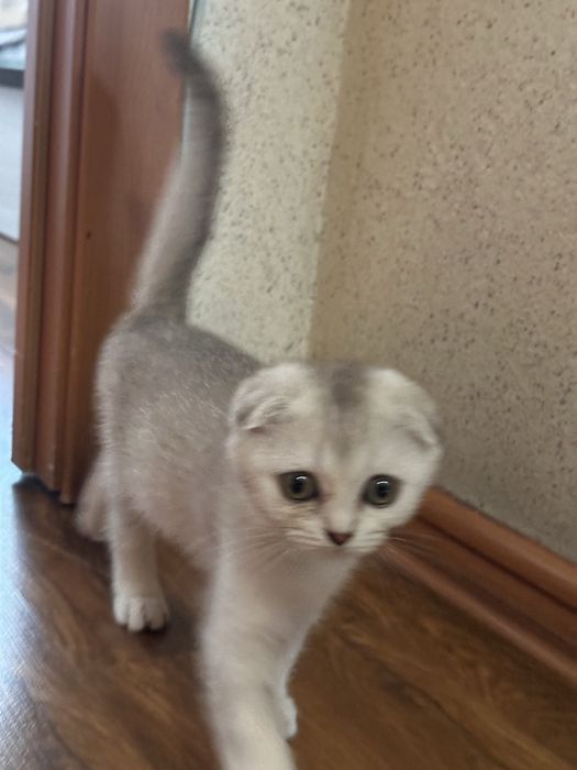 Шиншилла шотландская