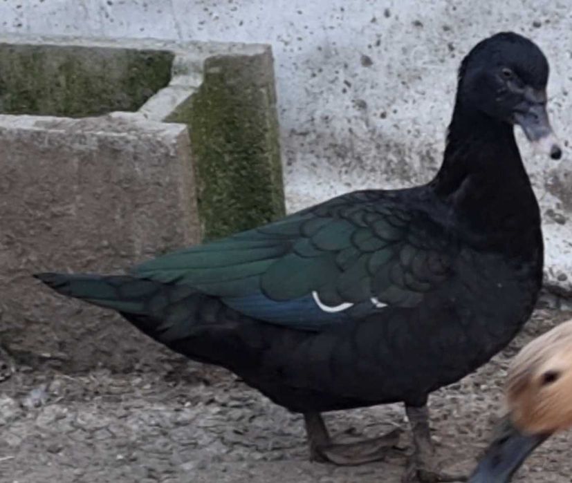 Rata leseasca salbatica