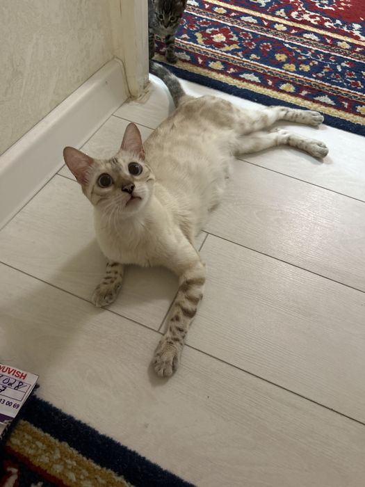 Продается бенгальская кошка
