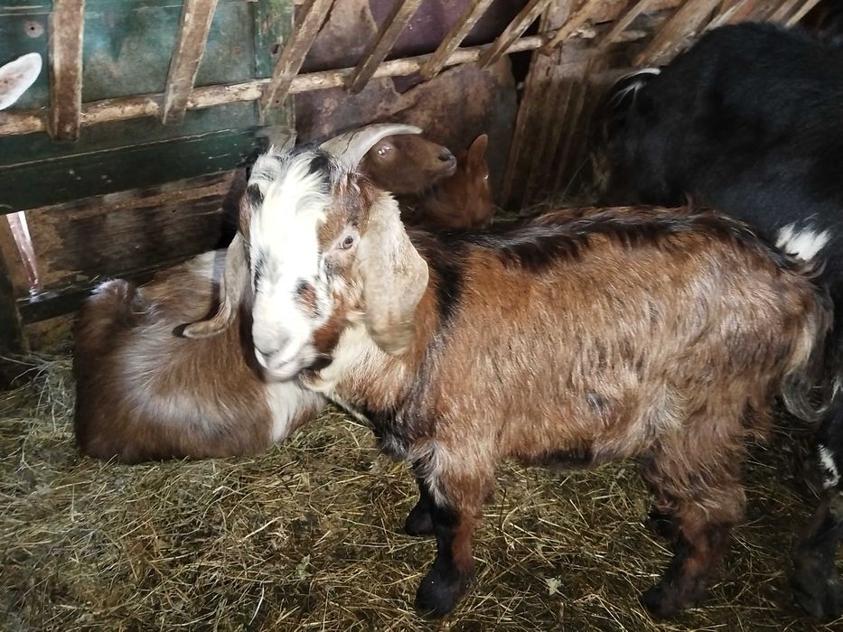 De vânzare 3 tapi și doua iedute