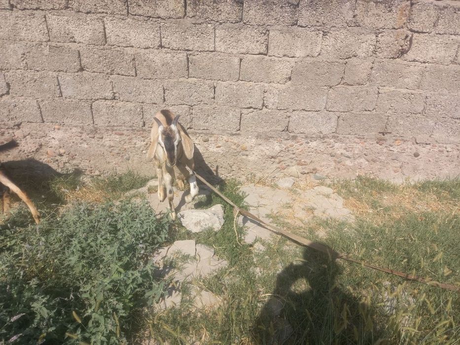Echki taka jigarang