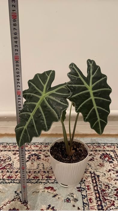 Уй гулдері сатылады