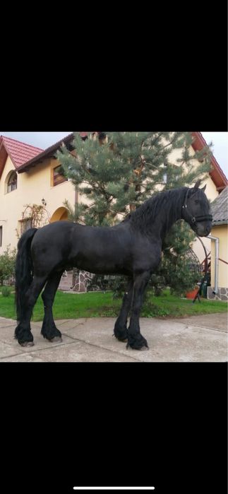 Vand armasar cal tarcat Barokpinto din tata frizian si mama pinto