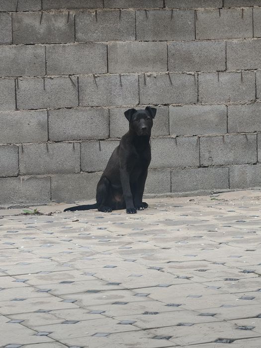 Собака умная послушная