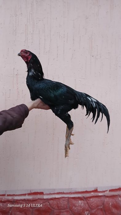 Төнке қораз сатылады