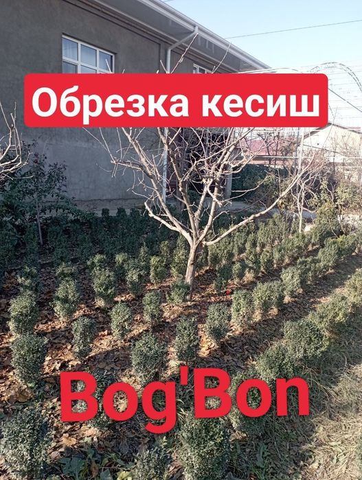 Bogbon daraxt kesish dorilash xizmati