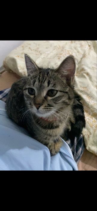 Очаровательный котёнок ищет новый дом!