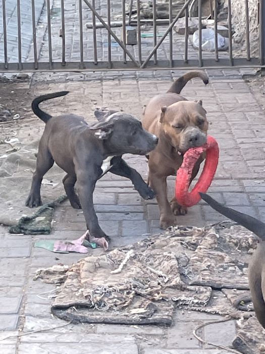 Американский булли