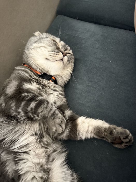Отдаём кота в хорошие руки