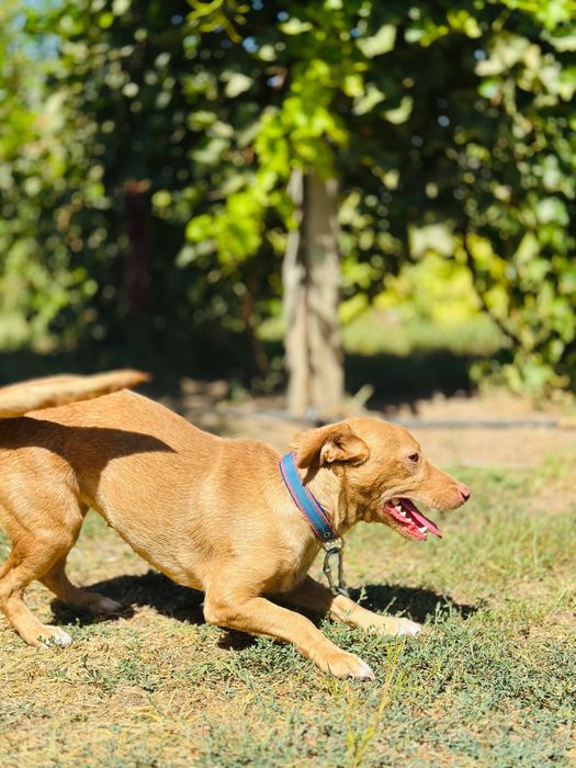 Нюша. Добрая девочка в семью.