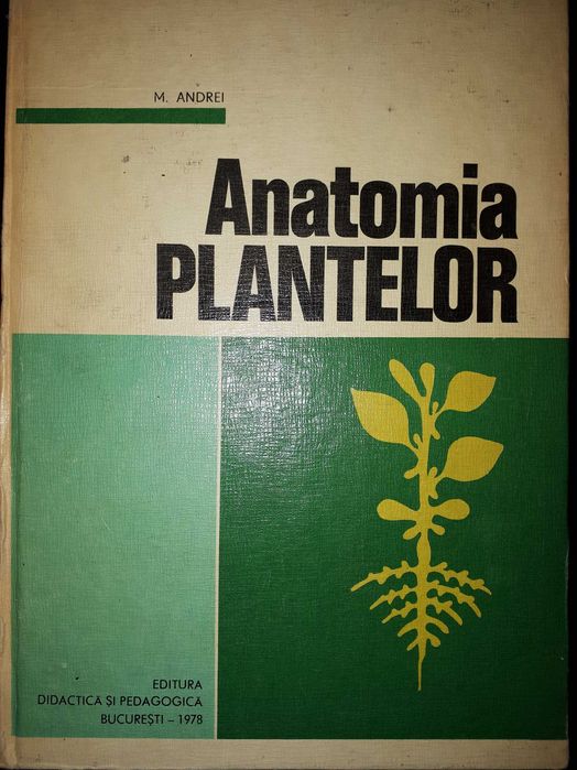 Anatomia plantelor, M. Andrei