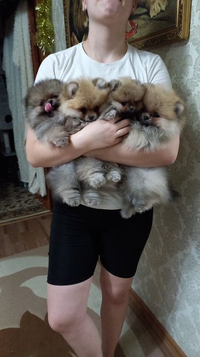 Очаровательные щенки продаются

Дата