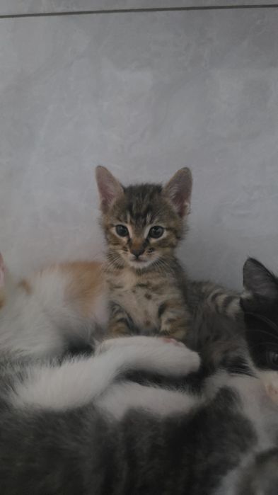 Отдам котят даром
