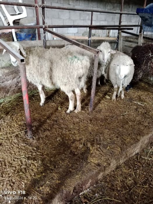 Қой сатамын меренос