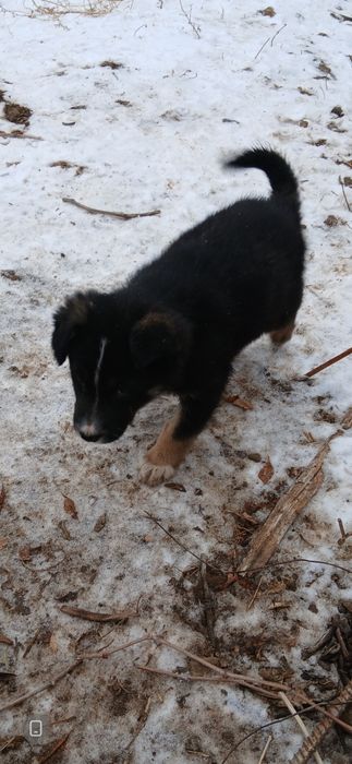 Домашние животные