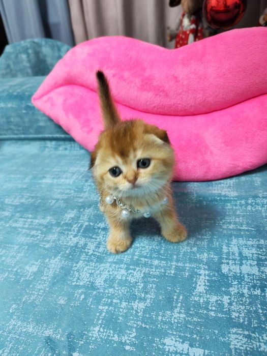 Чистокровные котята от правильной вязких