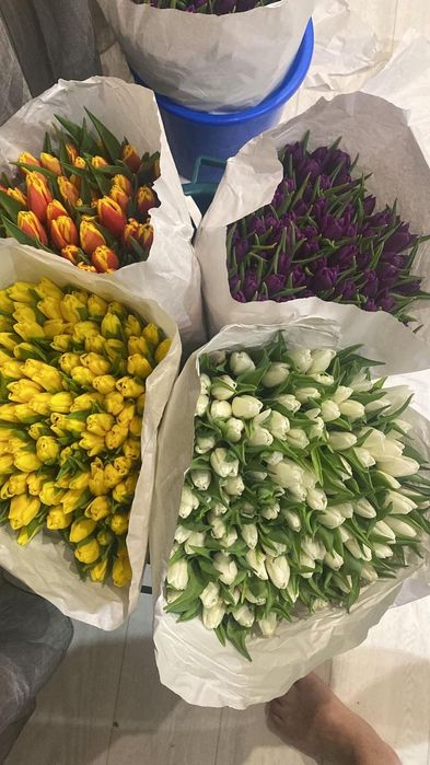 Тюльпаны голландские, оптом и в розницу