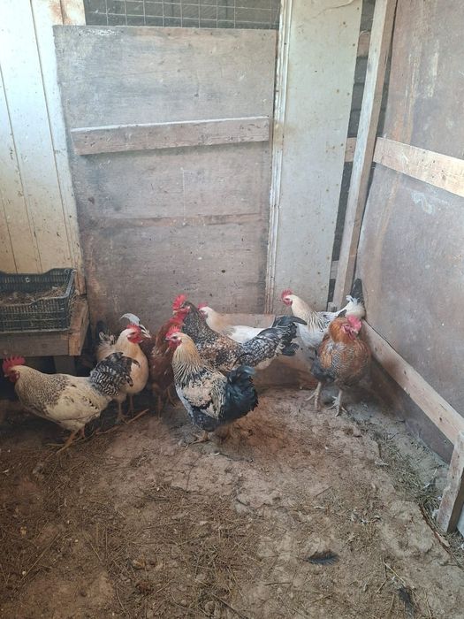 Әтеш (Петух) сатылады