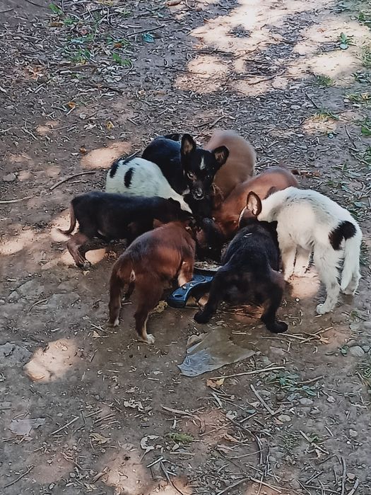 Щенки бездомные в хорошие руки