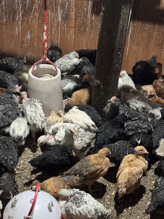 Продам домашних петушков