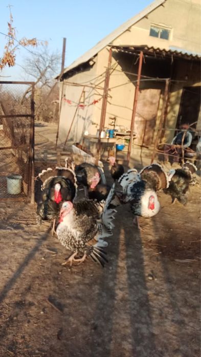 Индюки майские