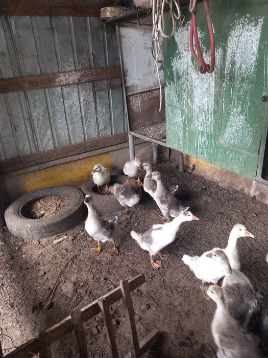Boboci gasca și gaste lesesti