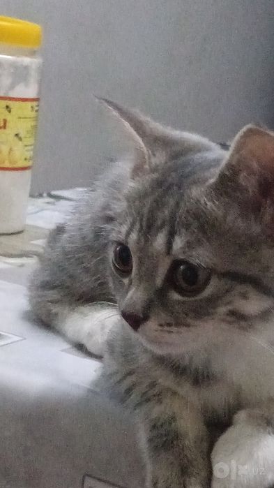Мушук боласи берилади