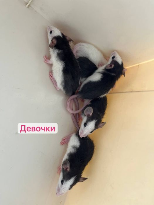 Крысятки дамбо 10шт
