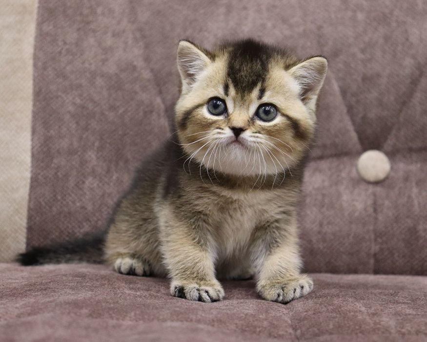 Продаются  британские котята