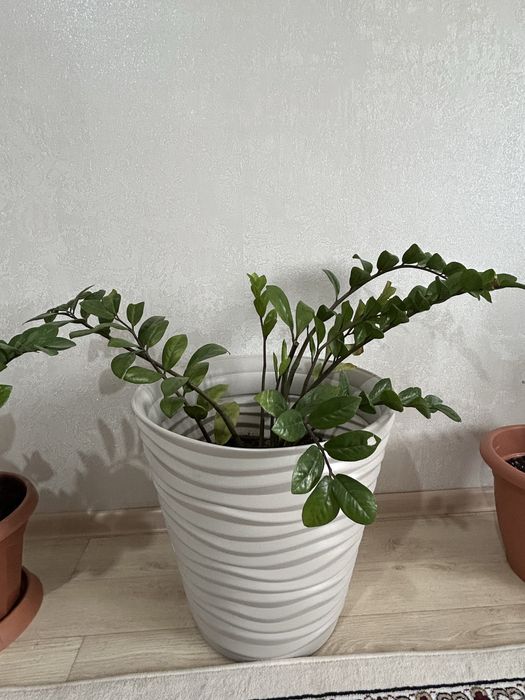 Продам комнатные цветы до