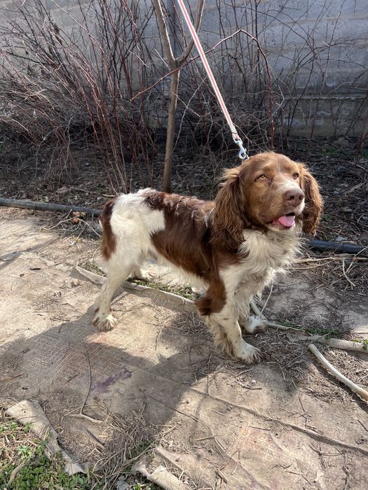 Руский охотничий спаниель