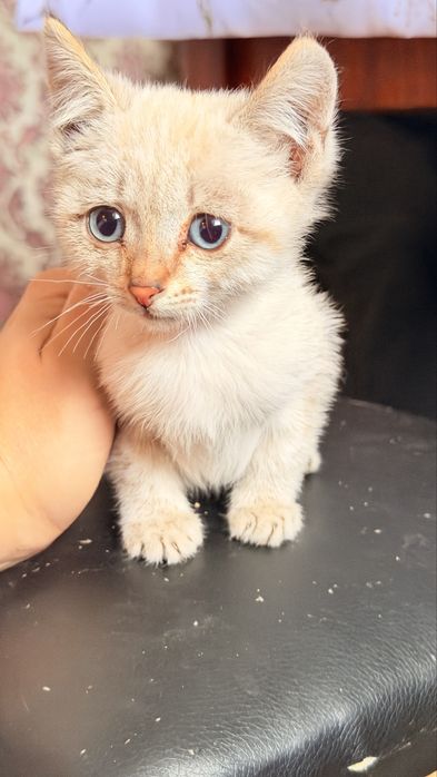 Отдам котят в хорошие руки