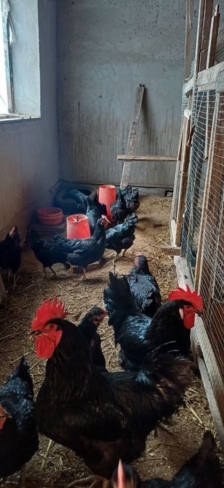 Кора шахзода тухум .тхумлари сотилади.