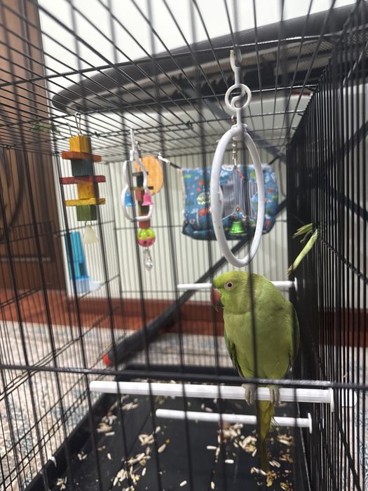 Qush anjirella, ожирелла