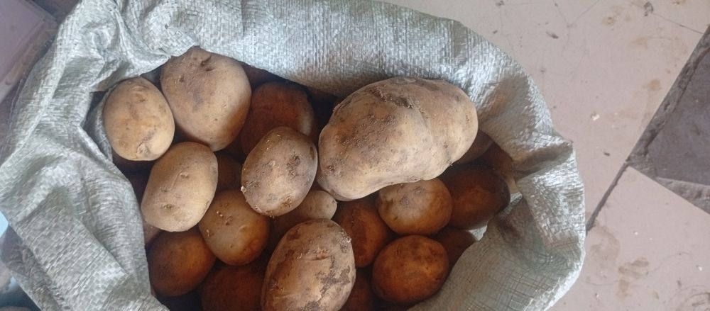 Продам местную кортошку